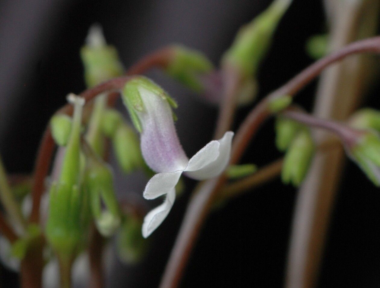 Streptocarpus perrieri flower