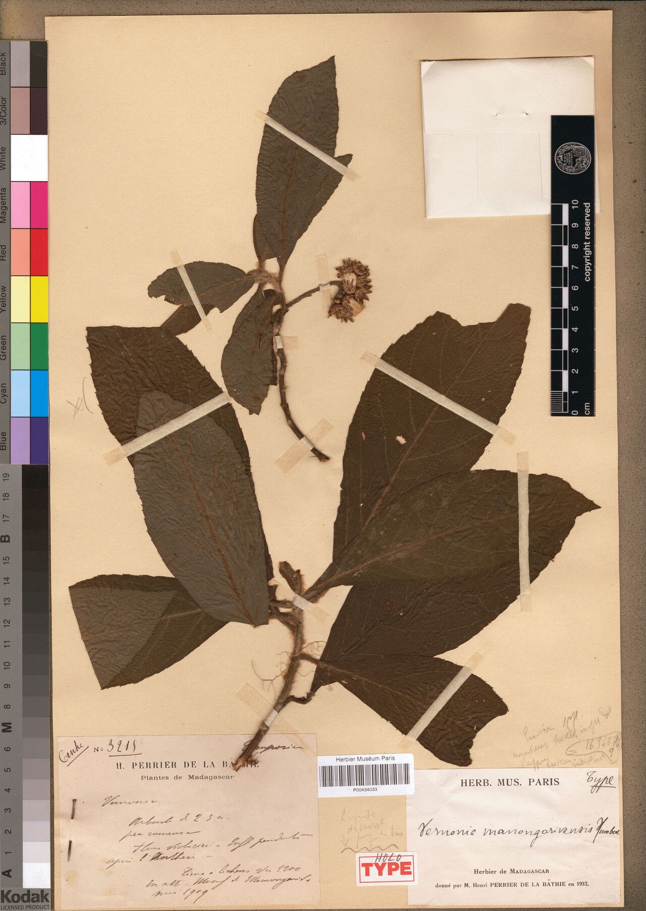 Vernonia manongarivensis — houseplant care guide