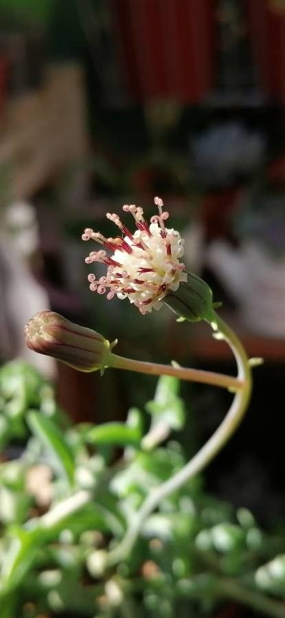 Senecio peregrinus flower