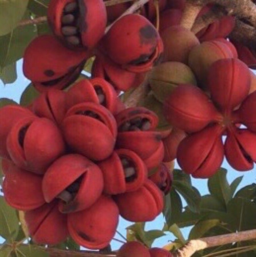 Sterculia foetida fruit