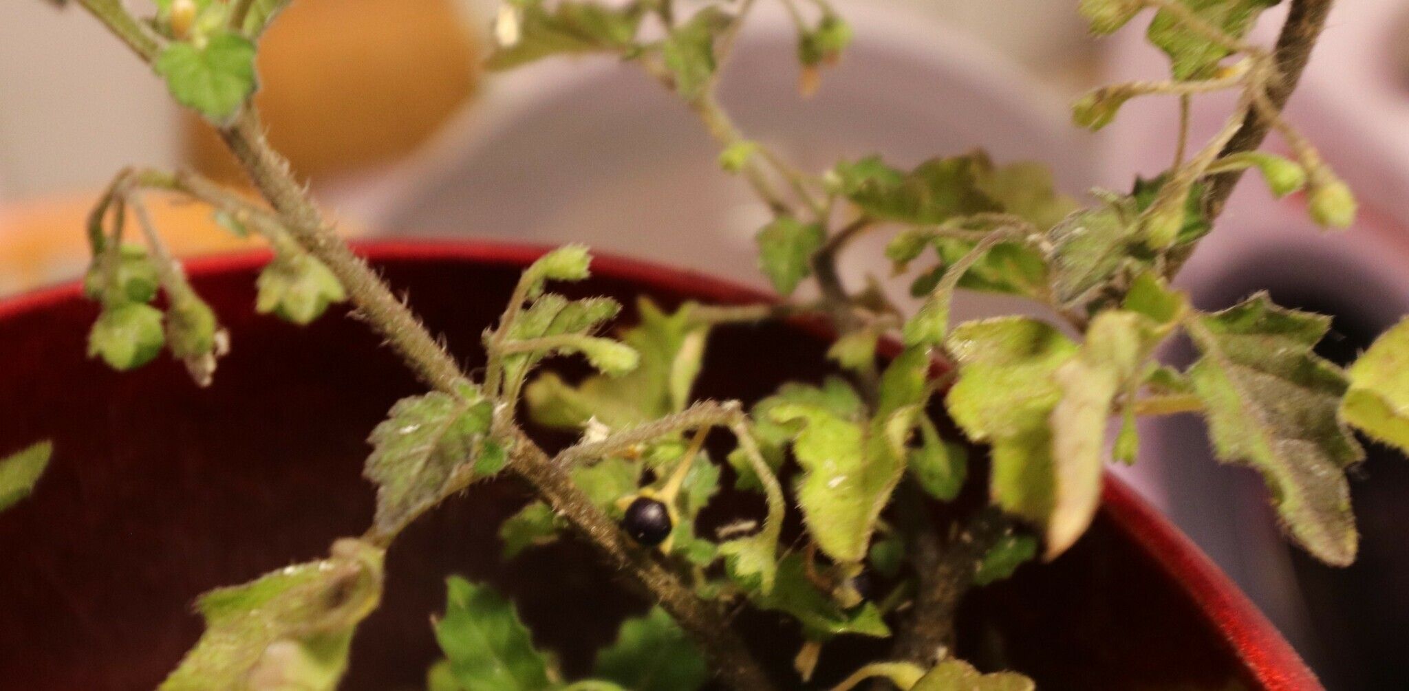 Solanum × procurrens — houseplant care guide