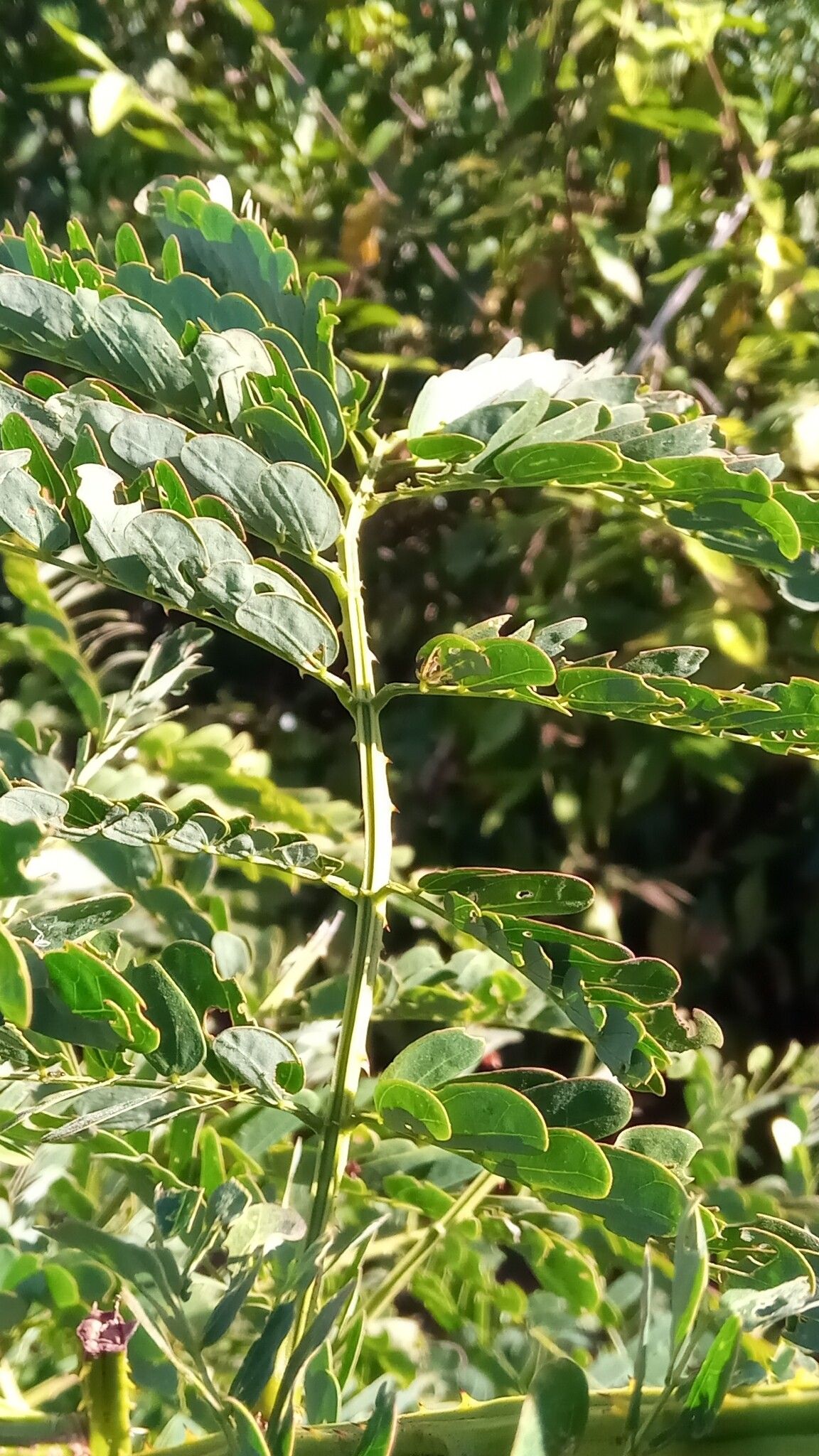 Mimosa savokaea — search result for 'Mimosa'