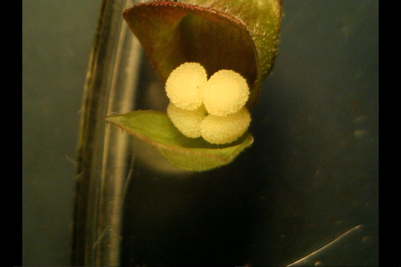 Scutellaria galericulata fruit