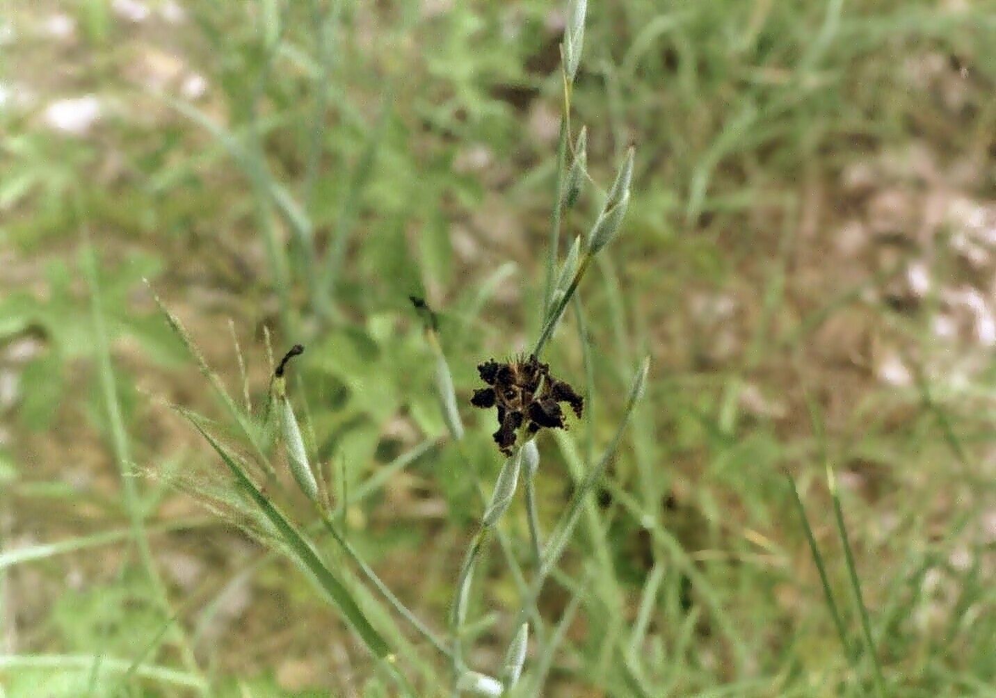 Ferraria glutinosa — related species from the same genus