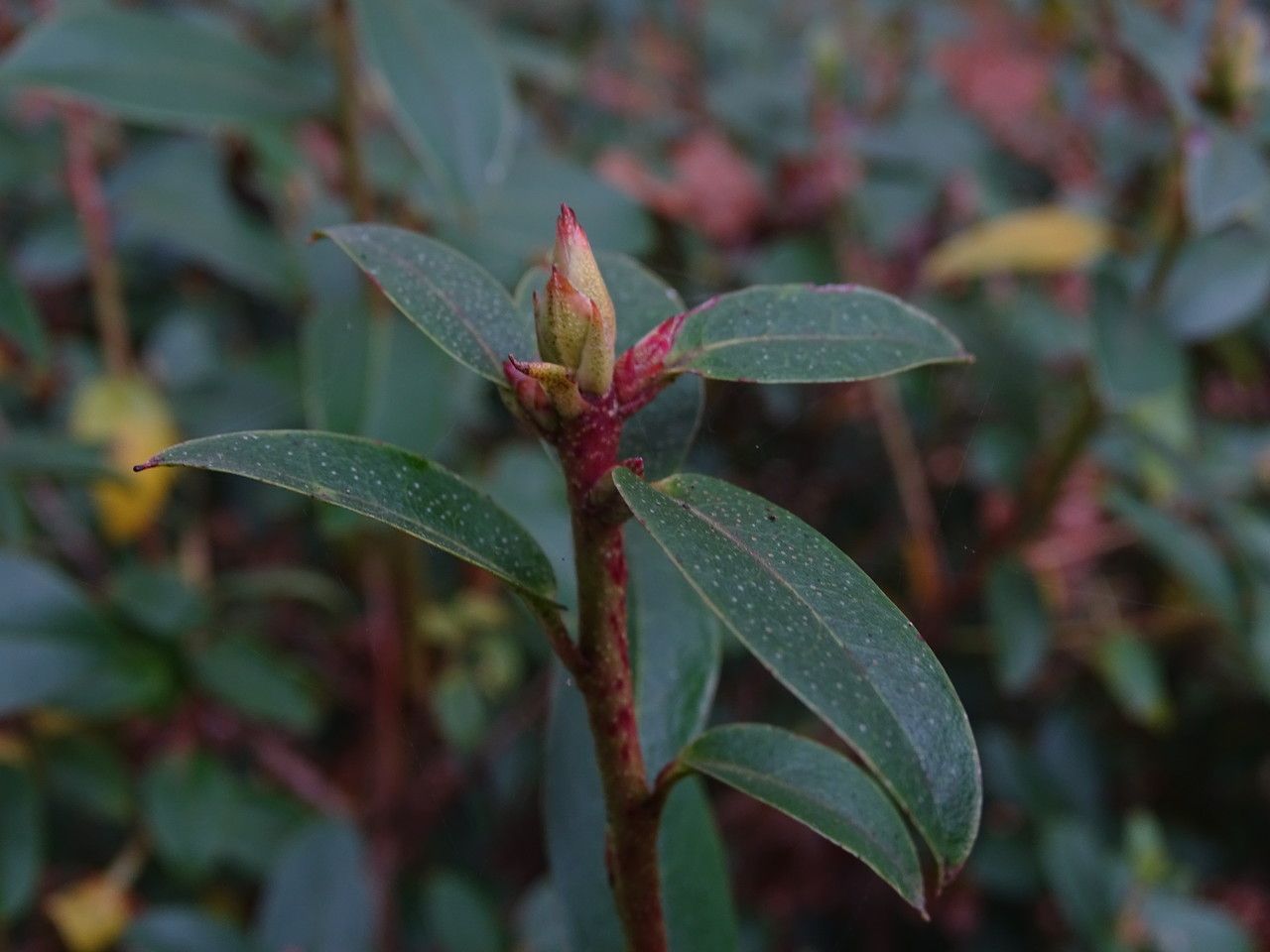 Rhododendron concinnum flower