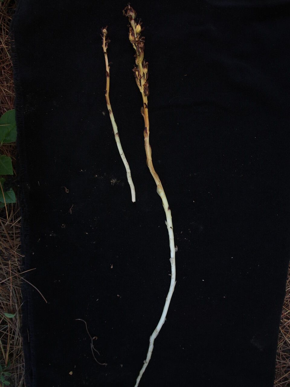 Malaxis muscifera — search result for 'Malaxis'