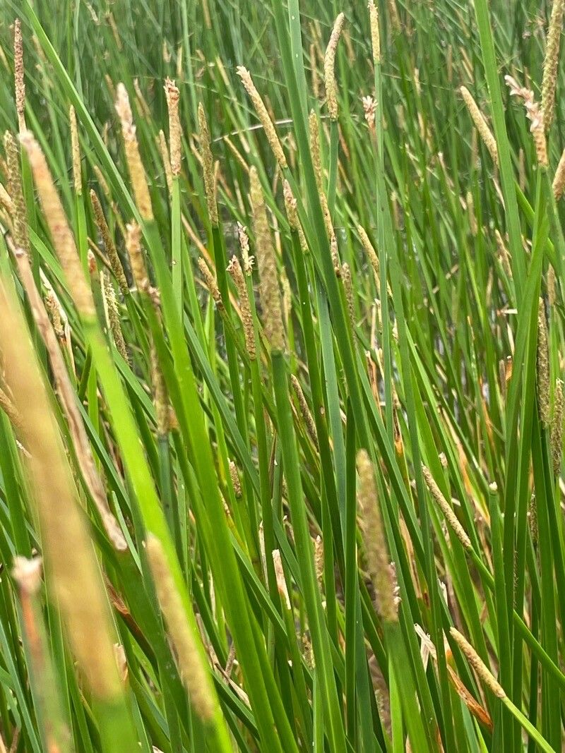 Eleocharis interstincta leaf
