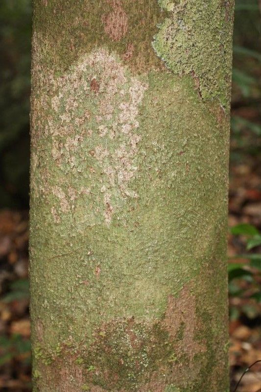 Dacryodes nitens bark