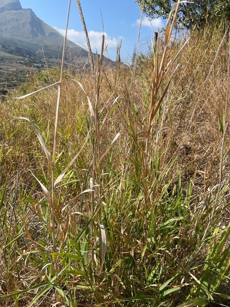 Arundo plinii leaf