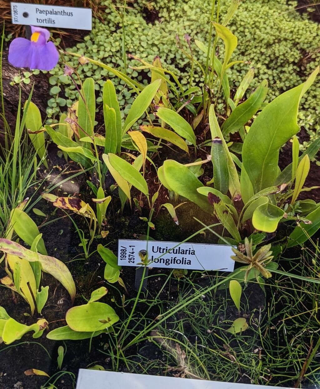Utricularia longifolia habit