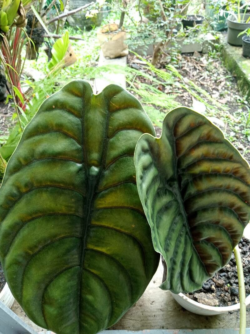 Alocasia cuprea leaf
