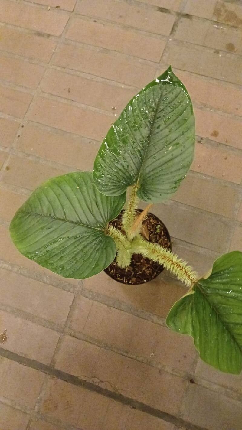 Philodendron serpens — houseplant care guide