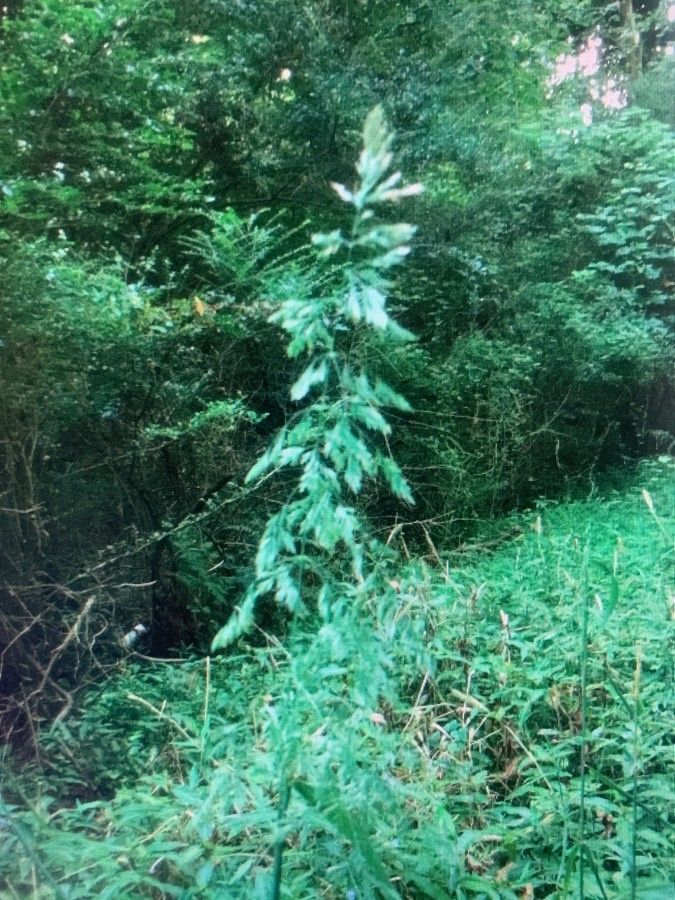 Cinna arundinacea other