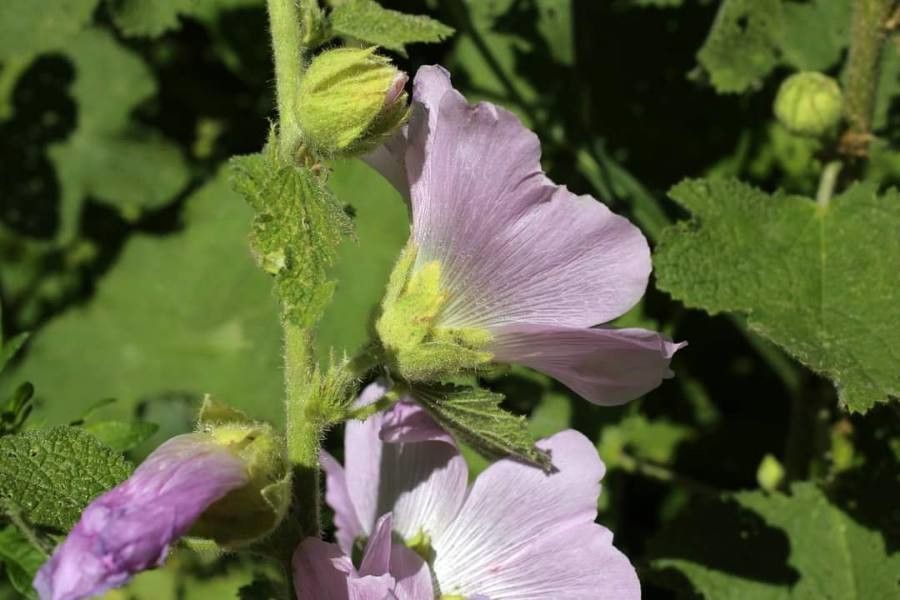 Alcea pallida flower