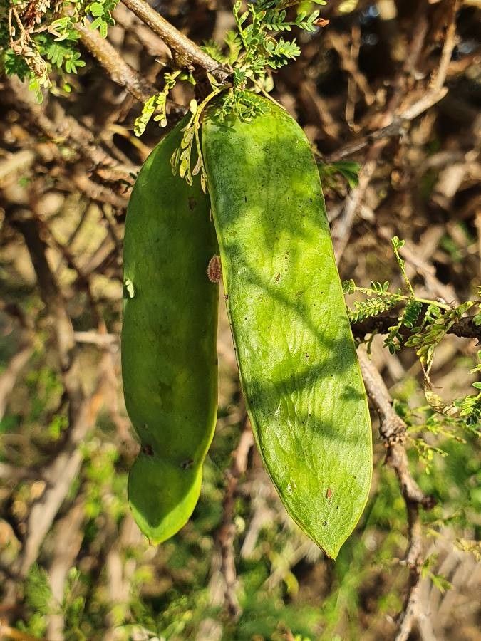Vachellia etbaica fruit