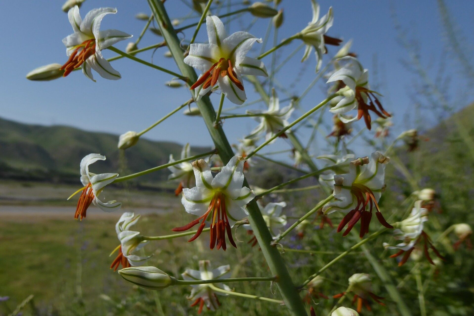 Eremurus soogdianus flower