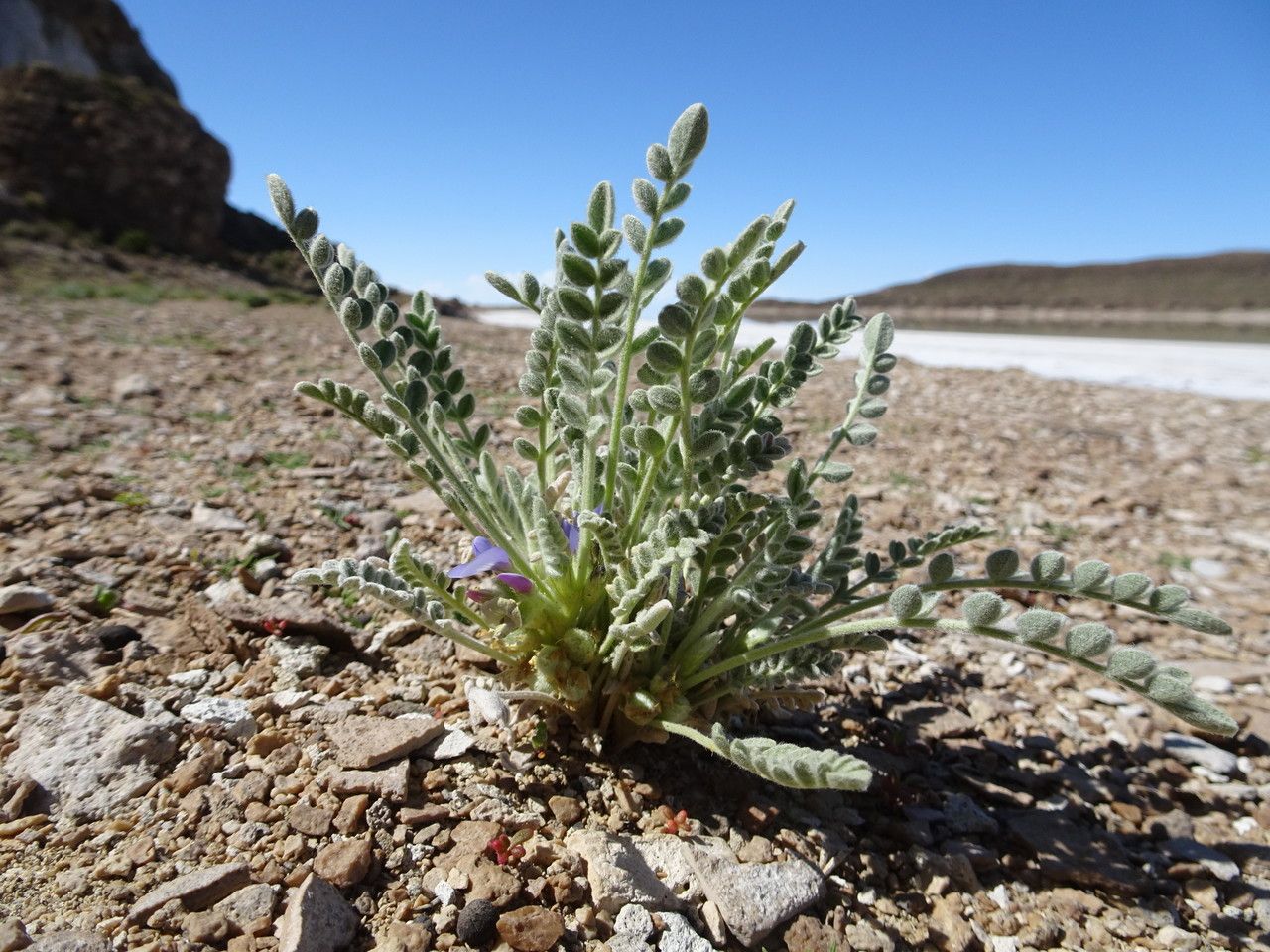 Astragalus cryptobotrys habit