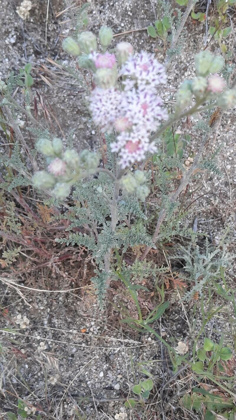 Chaenactis douglasii flower