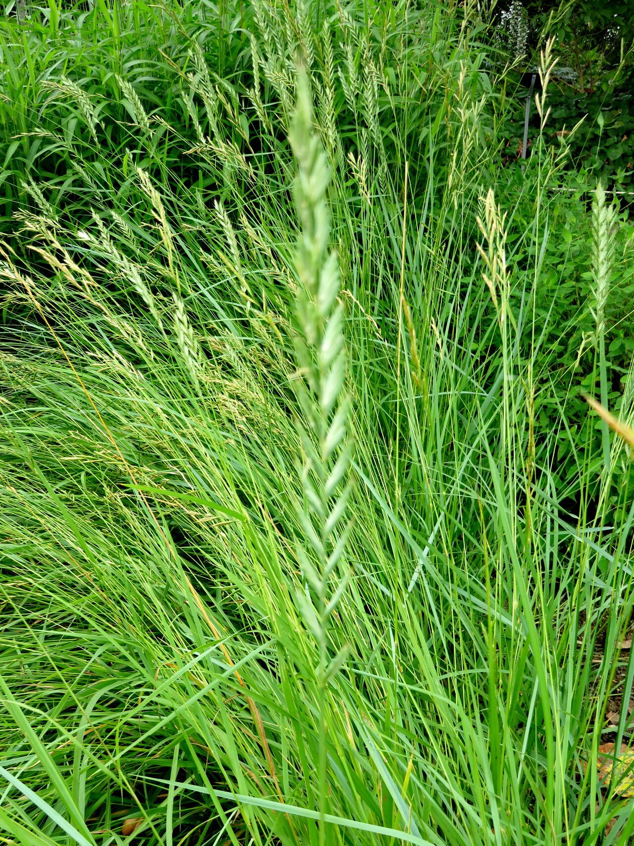 Leymus alaicus habit