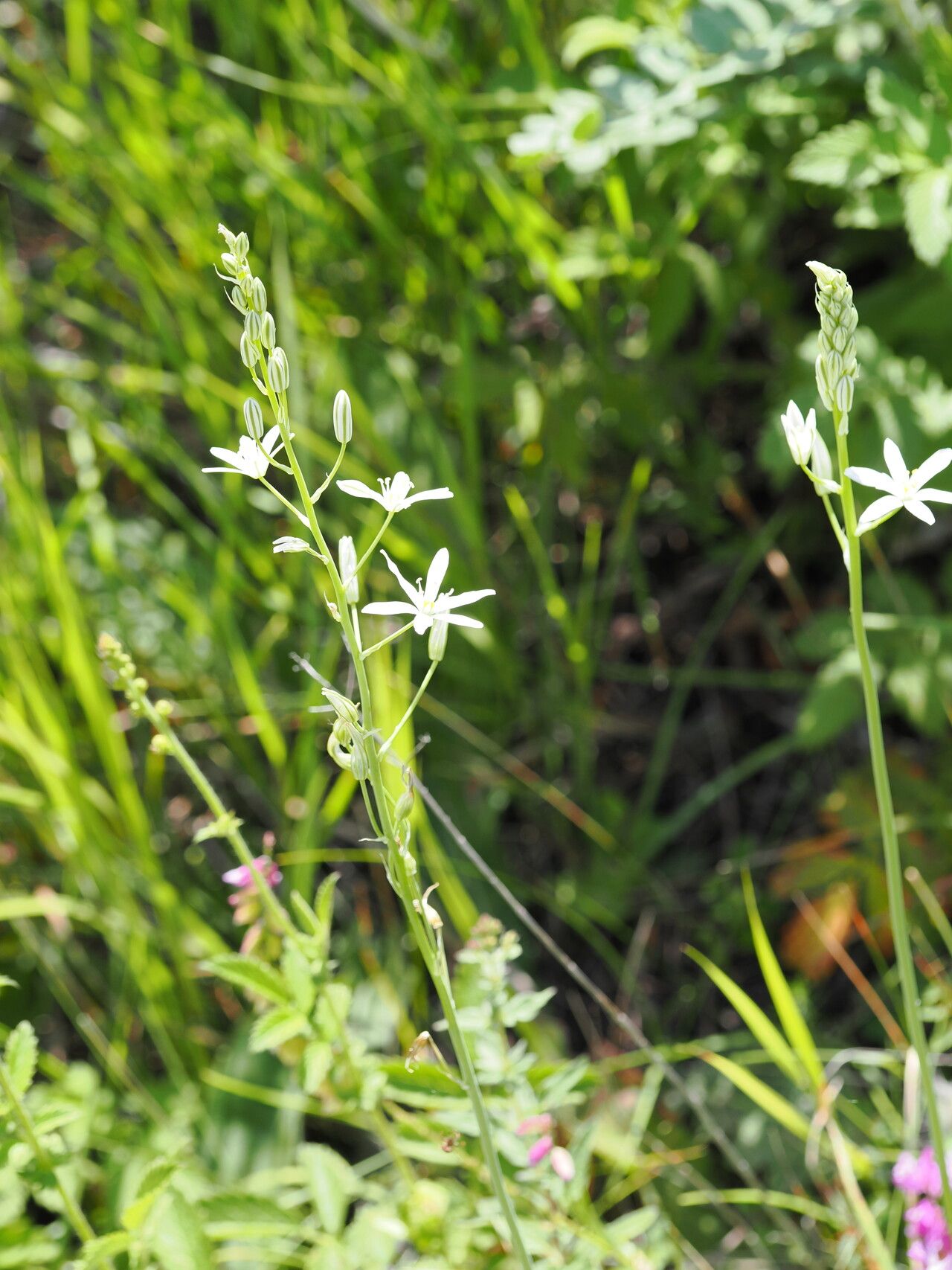 Ornithogalum ponticum habit