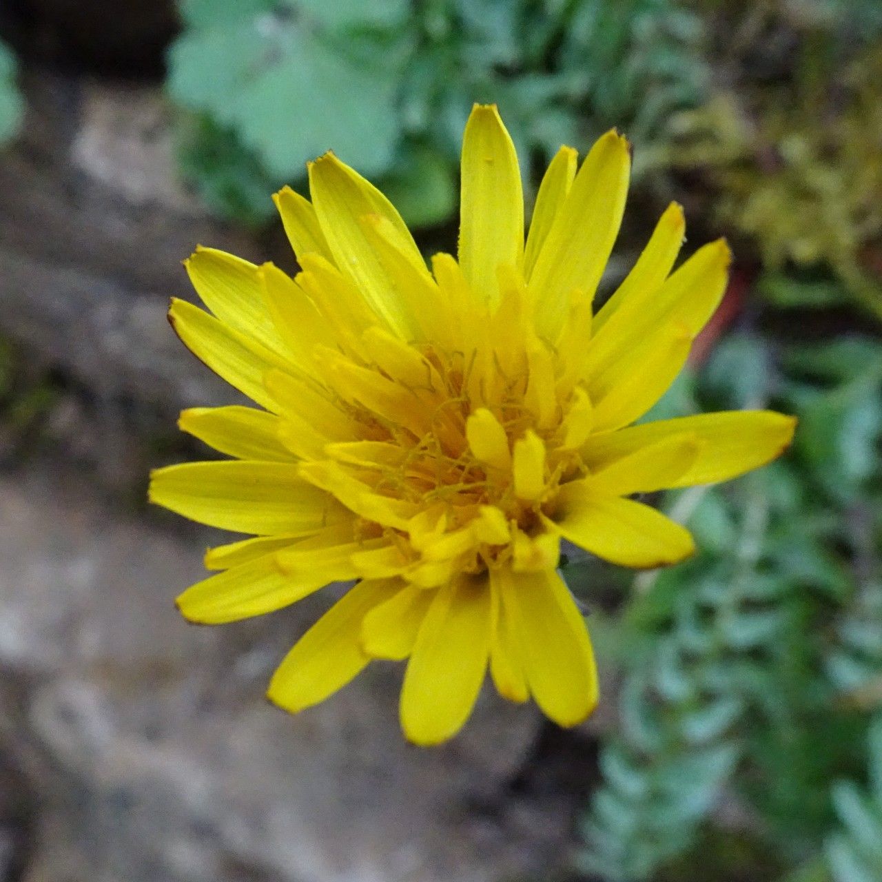 Taraxacum pyrenaicum flower