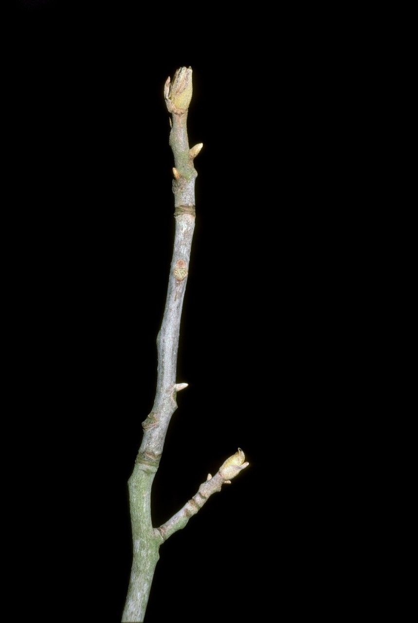 Carya myristiciformis — search result for 'Juglandaceae'