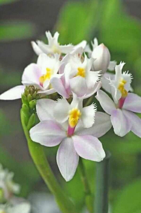 Epidendrum roseoscriptum — search result for 'Epidendrum'