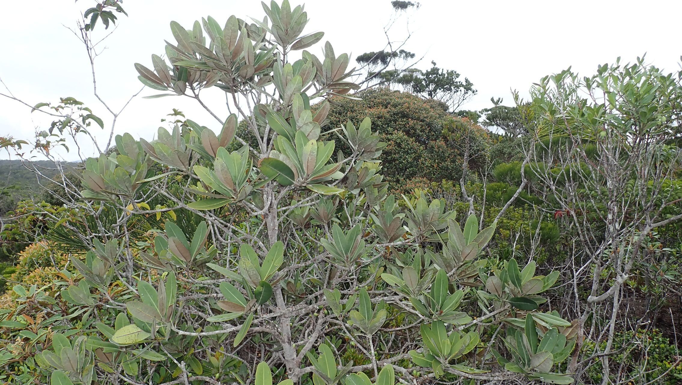 Pycnandra decandra habit