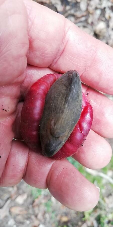 Semecarpus atra fruit