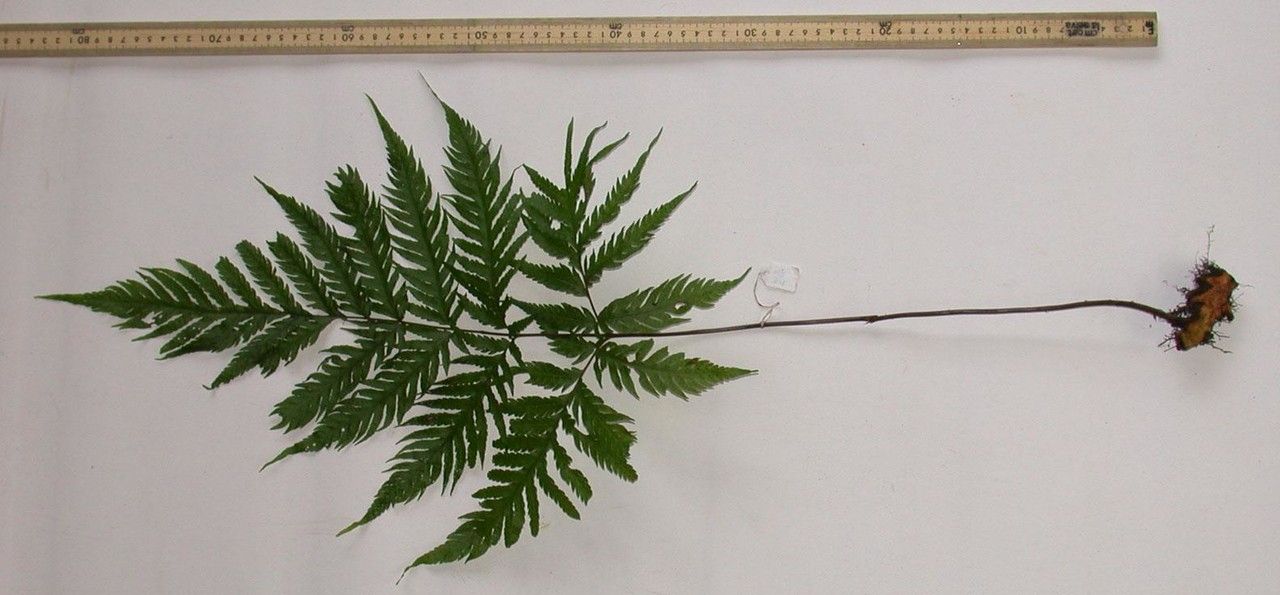 Tectaria mexicana other