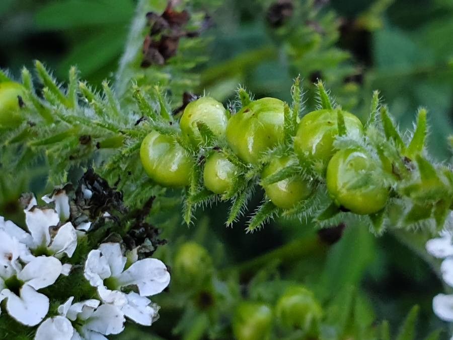 Heliotropium steudneri fruit