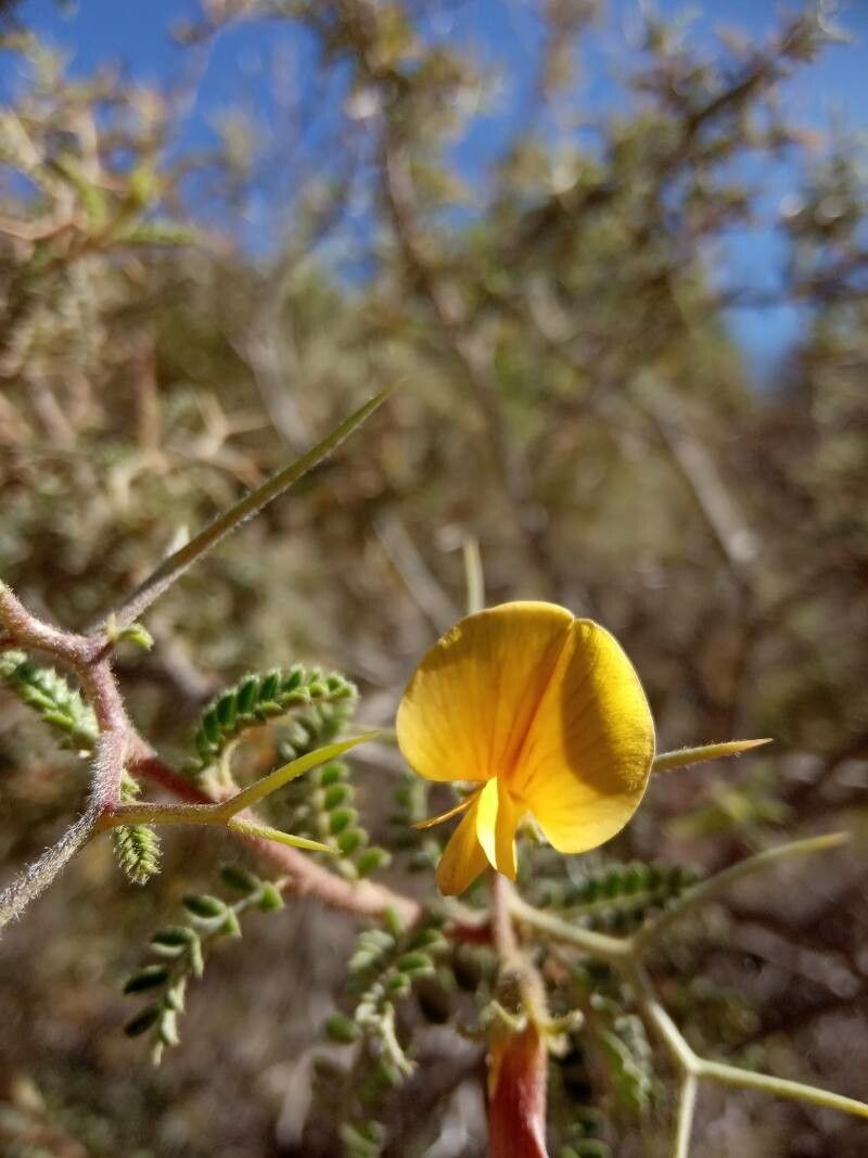Adesmia schickendantzii flower