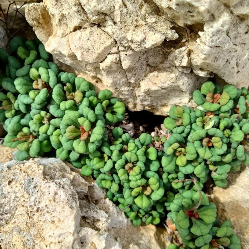 Limonium minutum — houseplant care guide