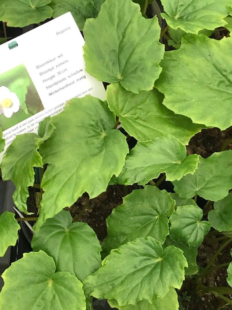 Begonia × chungii — houseplant care guide