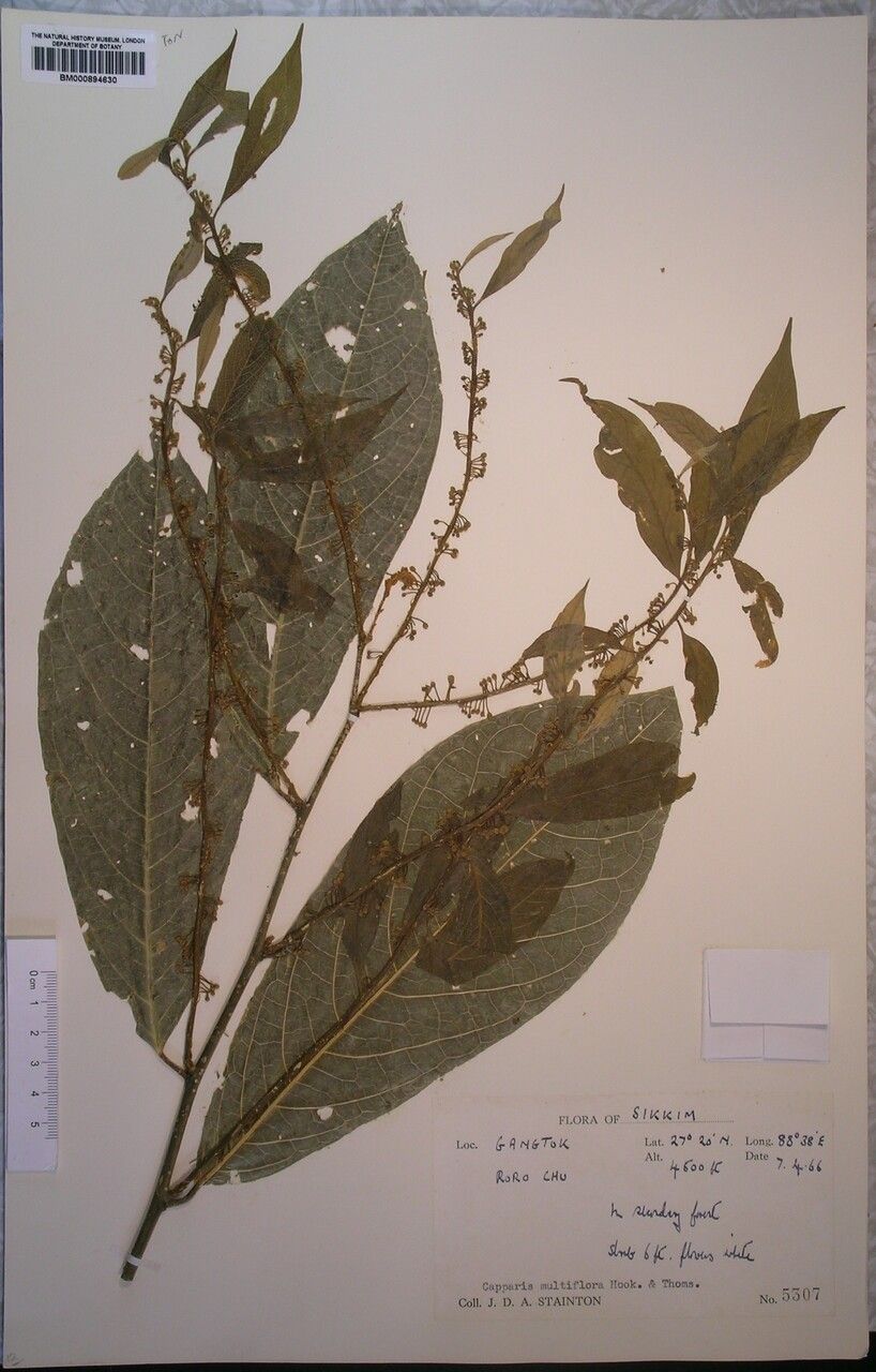 Capparis multiflora — search result for 'Capparis'