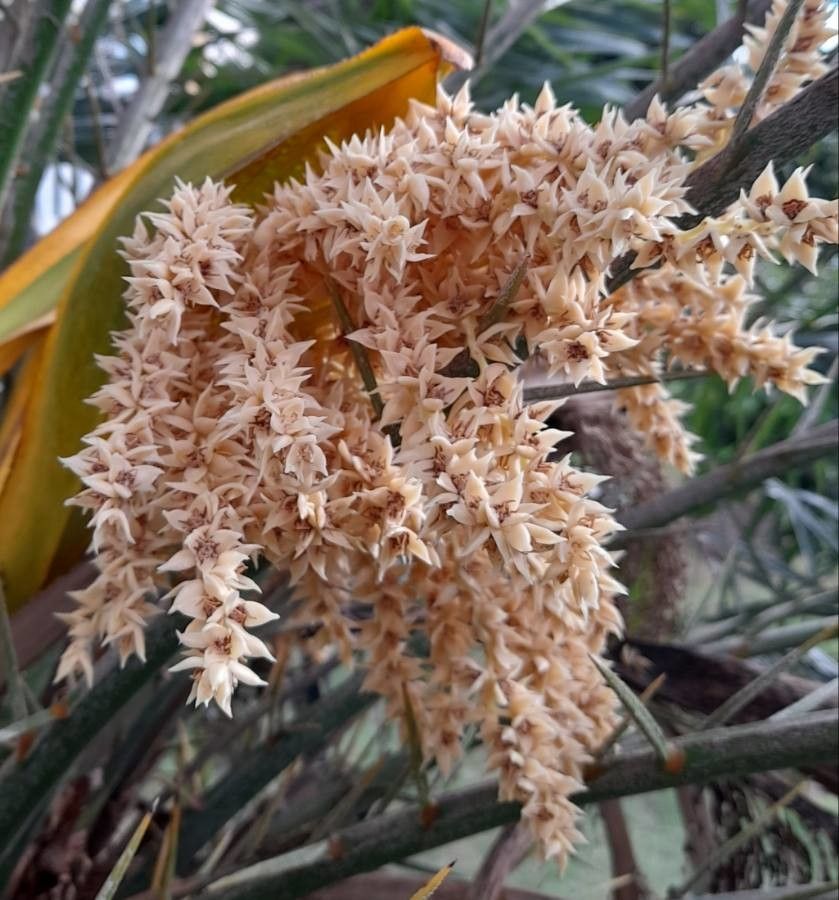 Phoenix canariensis flower
