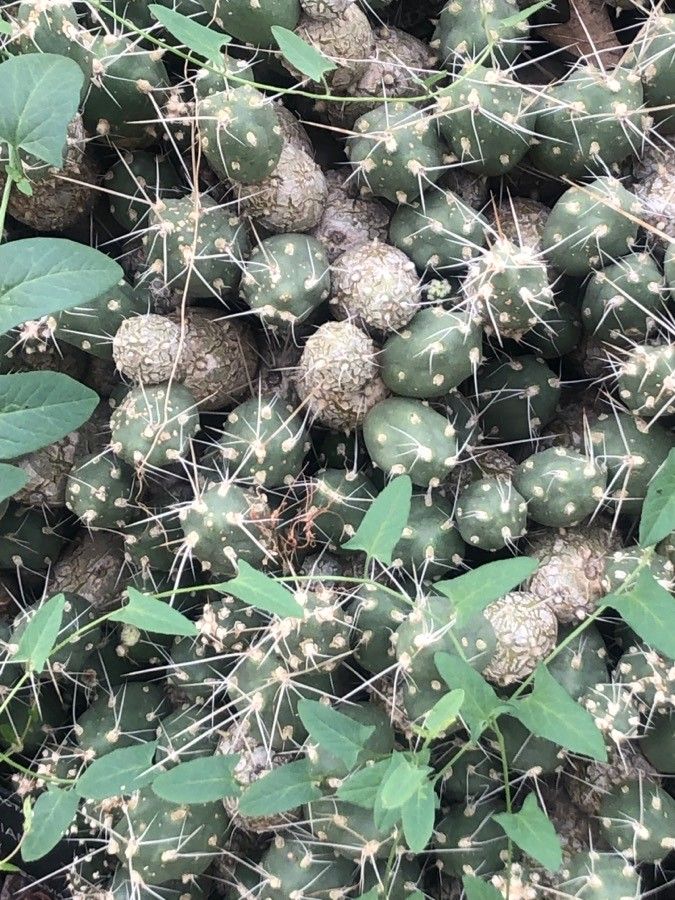 Maihueniopsis bolivianum — related species from the same genus