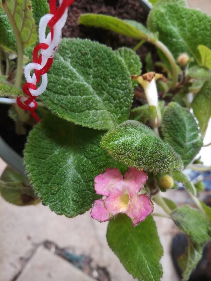 Nautilocalyx melittifolius leaf