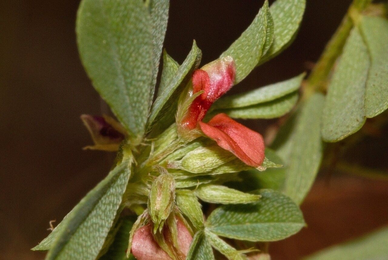 Indigofera demissa flower