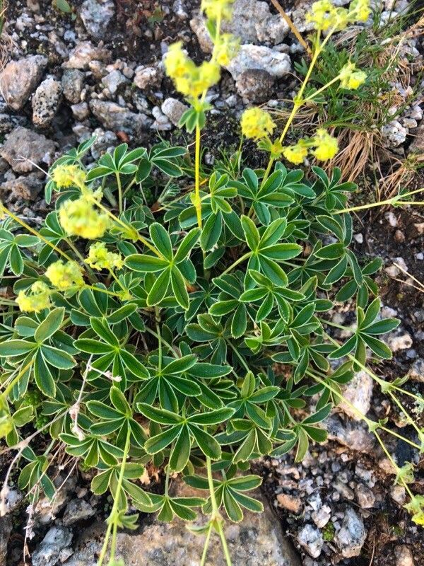 Alchemilla nitida — houseplant care guide