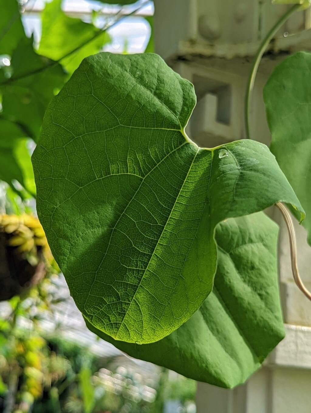 Aristolochia cymbifera — search result for 'Aristolochia'