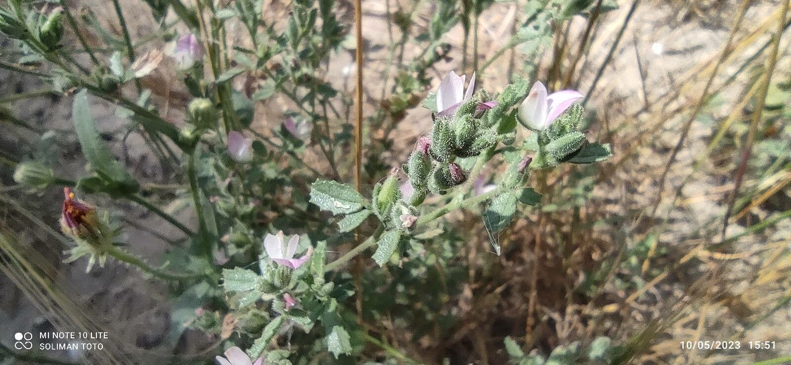 Ononis serrata flower