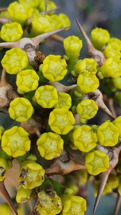 Euphorbia graciliramea flower