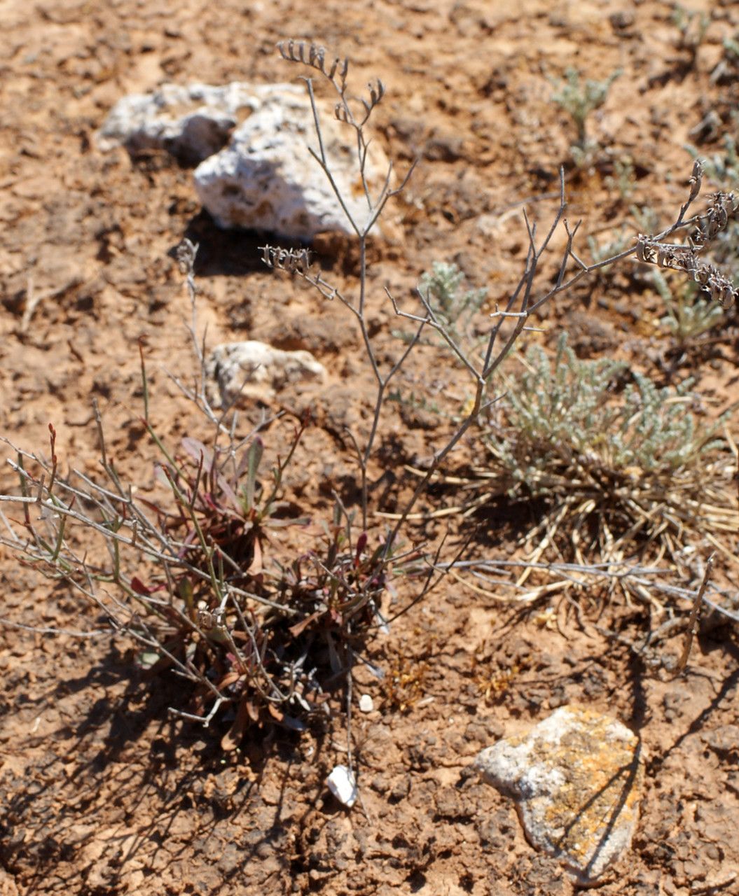Limonium saxicola habit