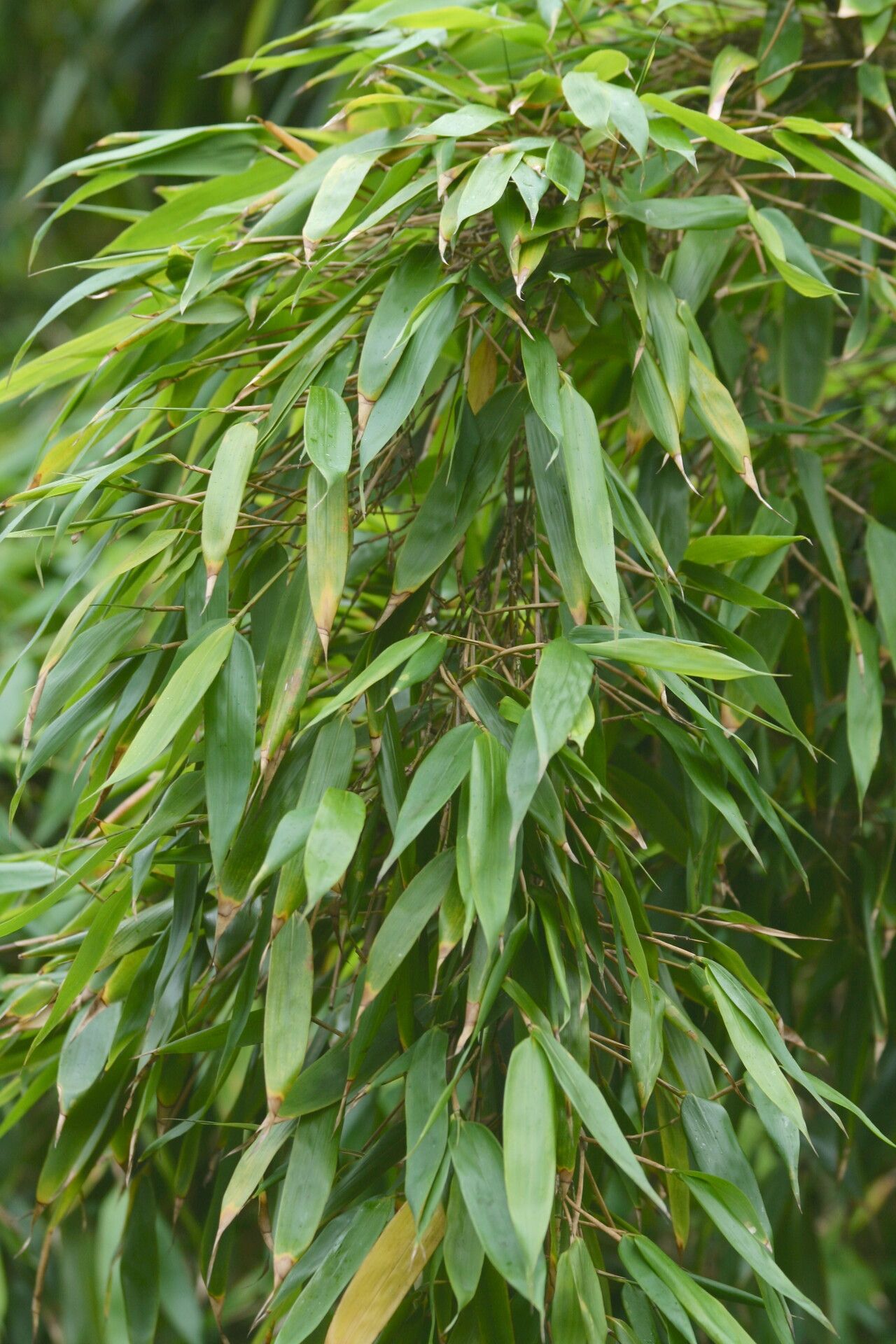 Sinobambusa intermedia — related species from the same genus