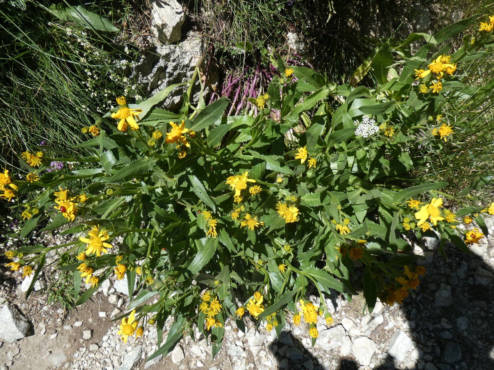 Senecio pyrenaicus flower