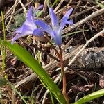 Scilla luciliae