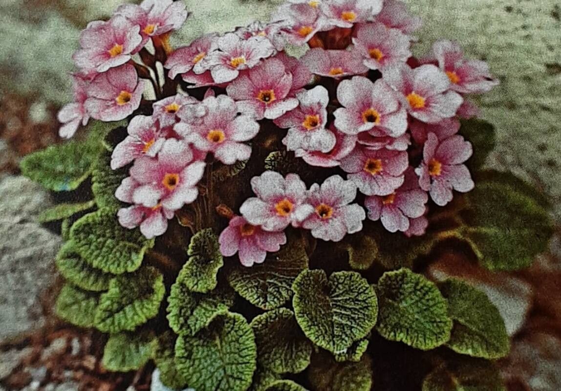 Primula renifolia — houseplant care guide