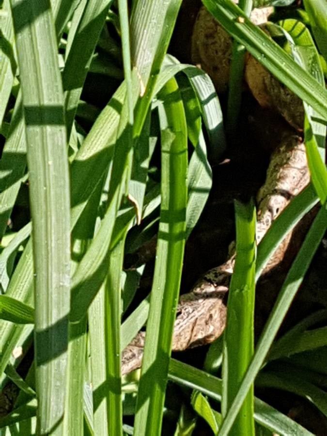 Anthericum liliago — search result for 'Camassia'