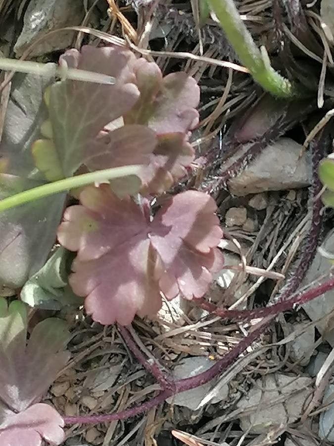 Aquilegia reuteri — search result for 'Aquilegia'